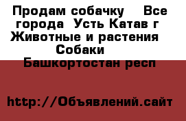 Продам собачку  - Все города, Усть-Катав г. Животные и растения » Собаки   . Башкортостан респ.